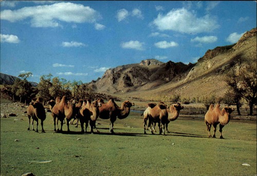 Mongolia mongolei postkarte - mongolia,