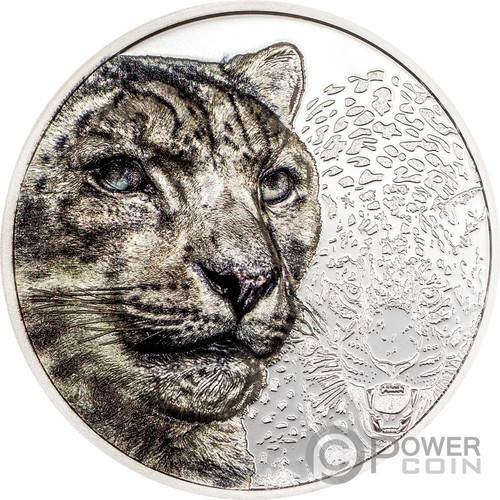 Snow leopard wild - mongolia, 1