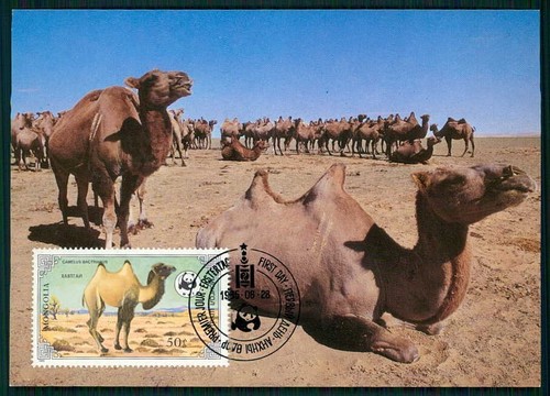 Mongolei mongolia wwf fauna - wwf,